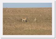 13SerengetiPMGameDrive - 16 * Impala and a Helmeted Guineafowl.